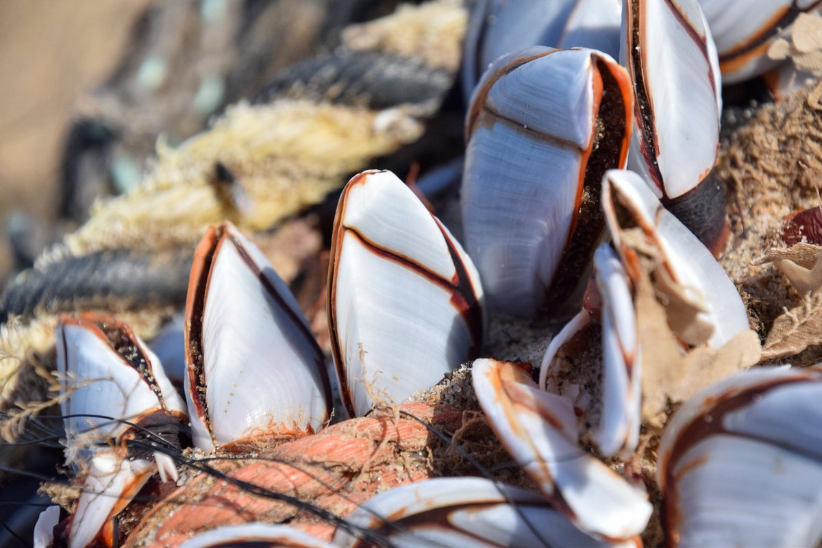 The large Goose Barnacles attached to the rope could suggest that they have been there quite a while. (whether they be on the rope before or attached once around the whale) Once attached, they cannot move, so end up traveling wherever their 'host' goes.