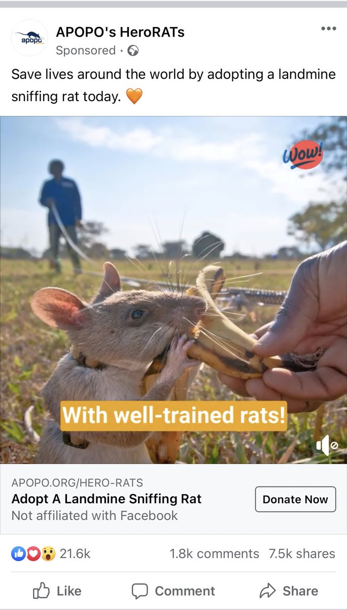 Facebook: “We definitely do not, not ever, listen in to your conversations, not ever.”Real-life real-world coffee with my friend this morning and she tells me she sponsors a rat that detects landmines. My phone is in my pocket, unused.Facebook just now: