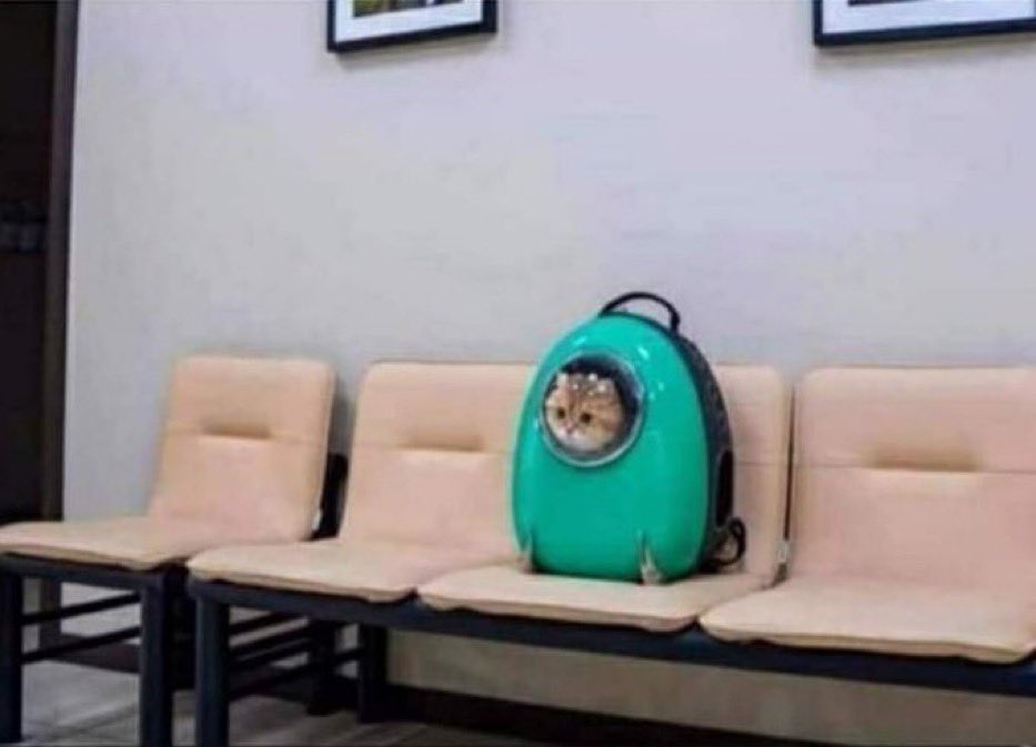mariana's tweet photo. The Cat was NOT an impostor https://t.co/y5zeAlg6db
