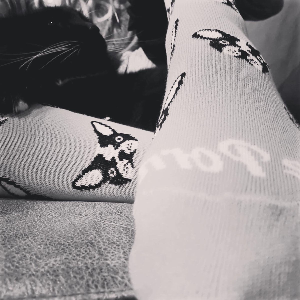 ToePorn's tweet photo. Frenchie or Bulldog Socks ~ Available in Pink and Royal! Even Kitty’s like them 🐶🐱🧦 #sockvibes #socknights #sockcraze #socktober #socksoftheday #socksforsale #sockgame #socklife https://t.co/CF3FOMMCGV