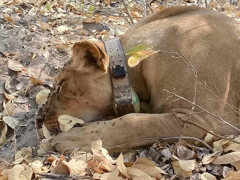 LionRecovery's tweet photo. Last week our partners at #CLAWSConservancy sent out their vet with the intention to dart and fit #lions with satellite tracking collars. Though the Delta waters were unseasonably high they were able to collar two females!
Photos: CLAWS Conservancy https://t.co/9oMQmVoBFl