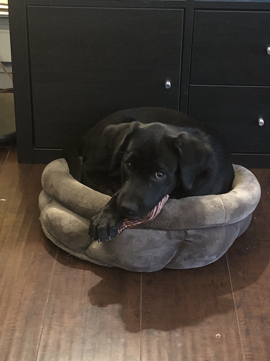 PuppyMagnolia tweet media