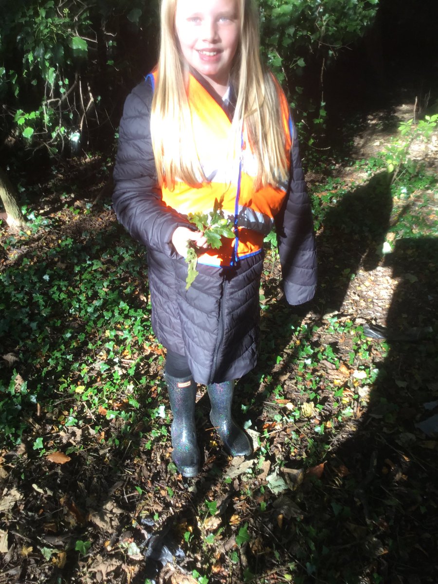 HillwoodPS's tweet photo. P6/7 have been researching how to identify trees by their leaves, and this afternoon we used our learning on our forest visit #reallifecontext #applyingthelearning https://t.co/P9Gh6l7EEB