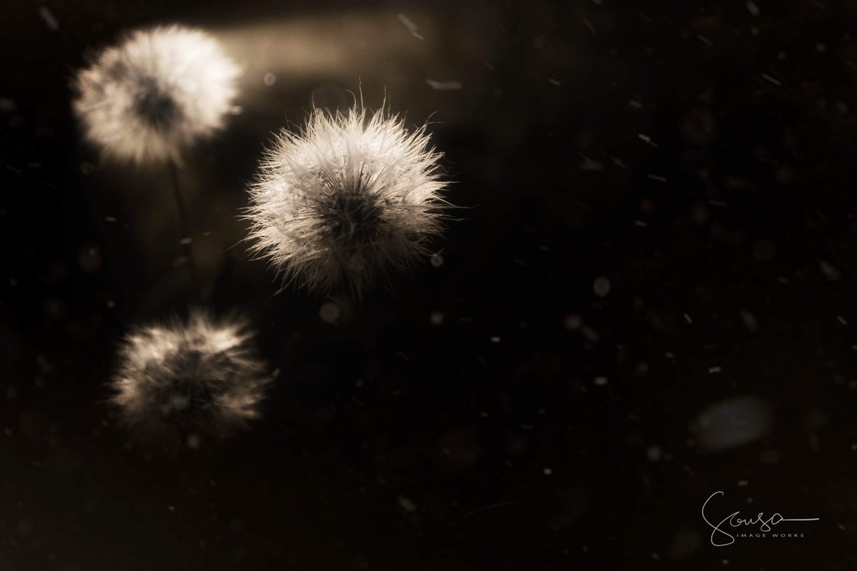 HotCellaMusic's tweet photo. "Copper Weeds" #photography #photographer #blackandwhitephotography #blackandwhite #photooftheday #picoftheday #picture #foto #fotografia #potd #Massachusetts #rhodeisland #newport #softfocus #SousaImageWorks #fineartphotography #fineart https://t.co/IHCnIvoPQj