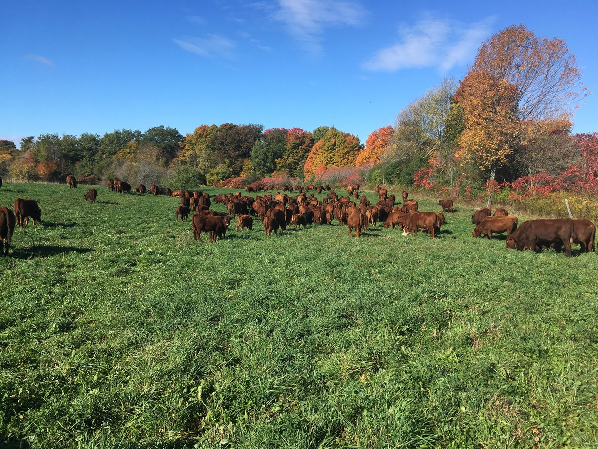 Ian Sculthorpe (@sculthorpeian) on Twitter photo 