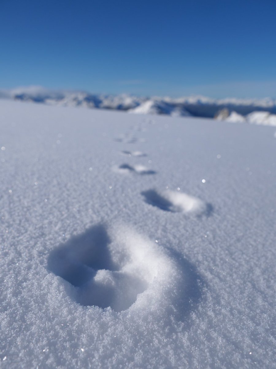 LaPlagne's tweet image. Quand l’hiver se mêle à l’automne 🍂+ ❄️ = 😍 #LaPlagne #neige #hiver #automne #unforgettablemoments  📷@_stonecat