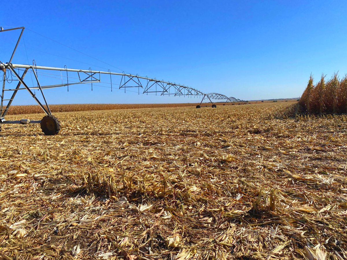 macy_marek's tweet photo. New P1185Q showing off in this irrigated corn on corn plot in Tabor, SD! #QromeAdvantage #CornRevolution @JackrabbitSeed https://t.co/93R3FQM3Qw