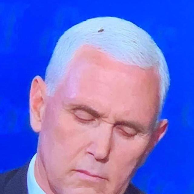 StacilaA's tweet photo. @realDonaldTrump Flies know where the bullshit is... https://t.co/ZXQYZX1gH1