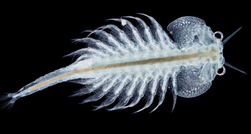 WrekinCol's tweet image. Some enthusiastic U6 biologists checking to see if their brine shrimps have hatched! Eggs and young are microscopic, hence the need for close inspection; picture is one fully grown (a few mm long!). #learningthroughdoing #gettingstuckin #biologyisbest #newlife #proudparents