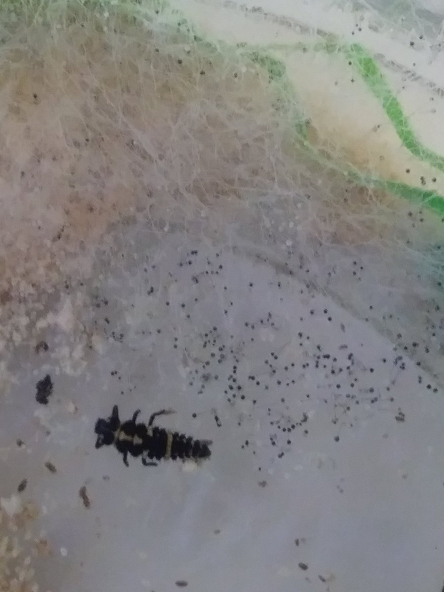 Wanda83852118's tweet photo. This year our ladybug's larvae are huge! Can't wait to see our ladybugs! https://t.co/aFeocMxukT