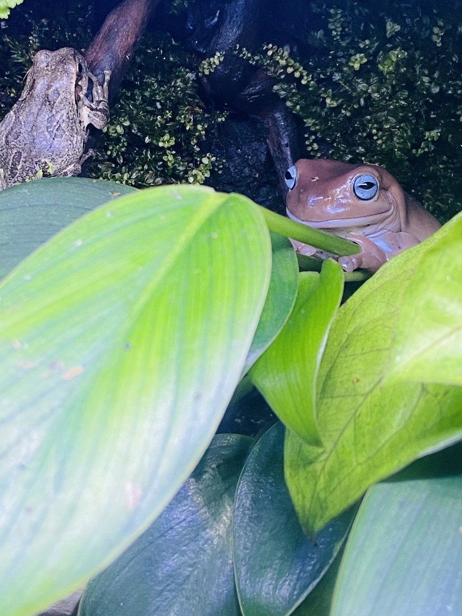 カエル飼育 カエル飼育