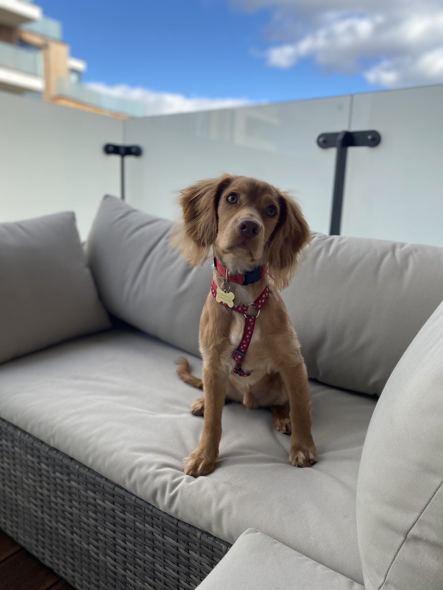 stokedtotravel's tweet photo. @hotelsdotcomuk Sunny would be an excellent member of your #creaturecritics team!
Heโs a master of sniffing out the cosiest corners & the yummiest food ๐ฆฎ๐คค
And he makes friends everywhere he goes. He defo knows how to befriend the staff for extra treats๐๐ฆด๐ฅ https://t.co/QwBACsY4eu