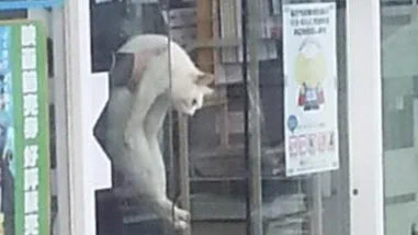 @HEISEI_love_bot ３枚目の“御用”感が😂 