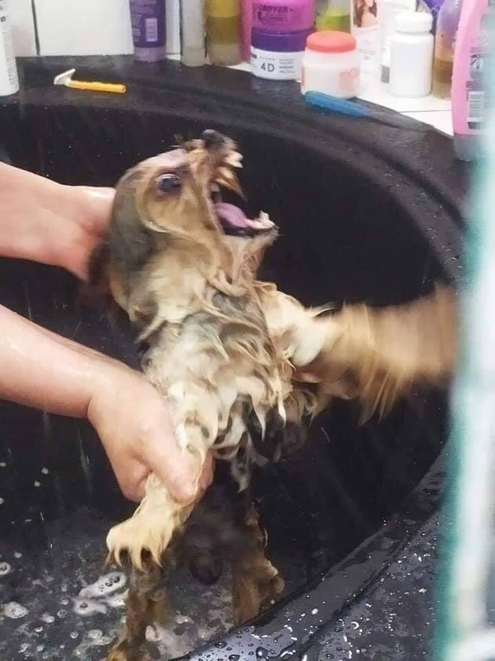 fotos do primeiro banho do Jack