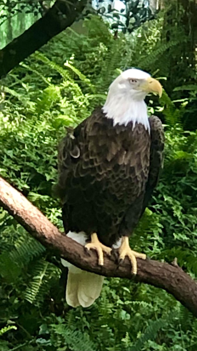 AmazingWildPod's tweet image. The Bald Eagle’s talons are capable of over 1,000 pounds of pressure per square inch. Learn more about these amazing raptors on the latest episode:
amazingwildlifepodcast.com/2020/09/30/eag…