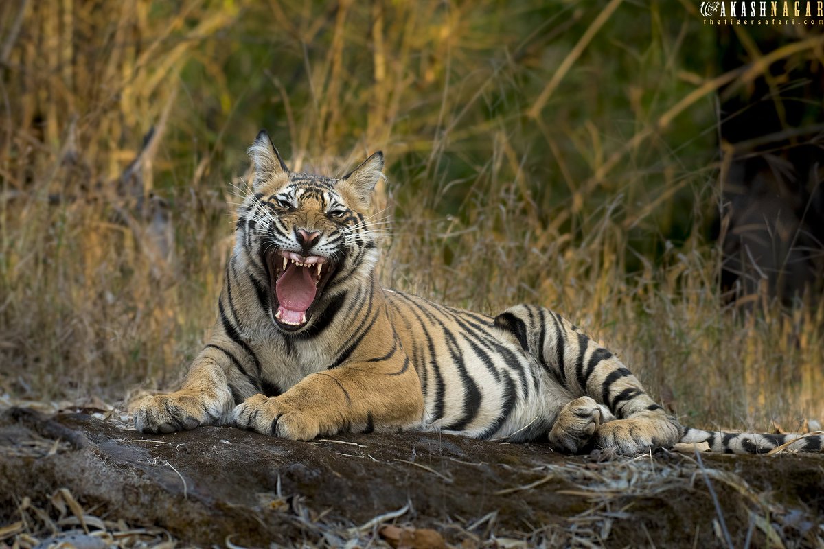Dotty Cub On The Rocks 🥃🥃🥃
#bandhavgarh #tiger #nikonindia #wildlifeindia #photographyworkshop #nikonindiaofficial #natgeoyourshot #bbctravel #discovery #animalplanet #naturephotography #wildlife #wildlifephotography #nikond850 #nikond750 #mptourism #madhyapradeshtourism