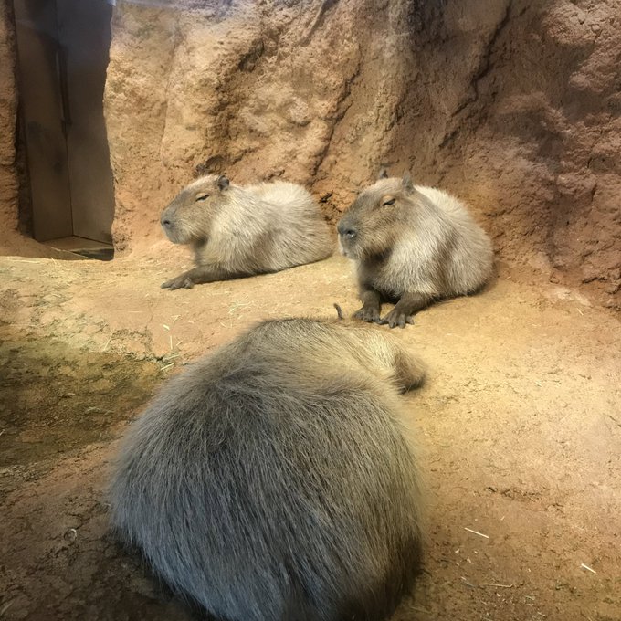 カピバラさんのtwitterイラスト検索結果 古い順