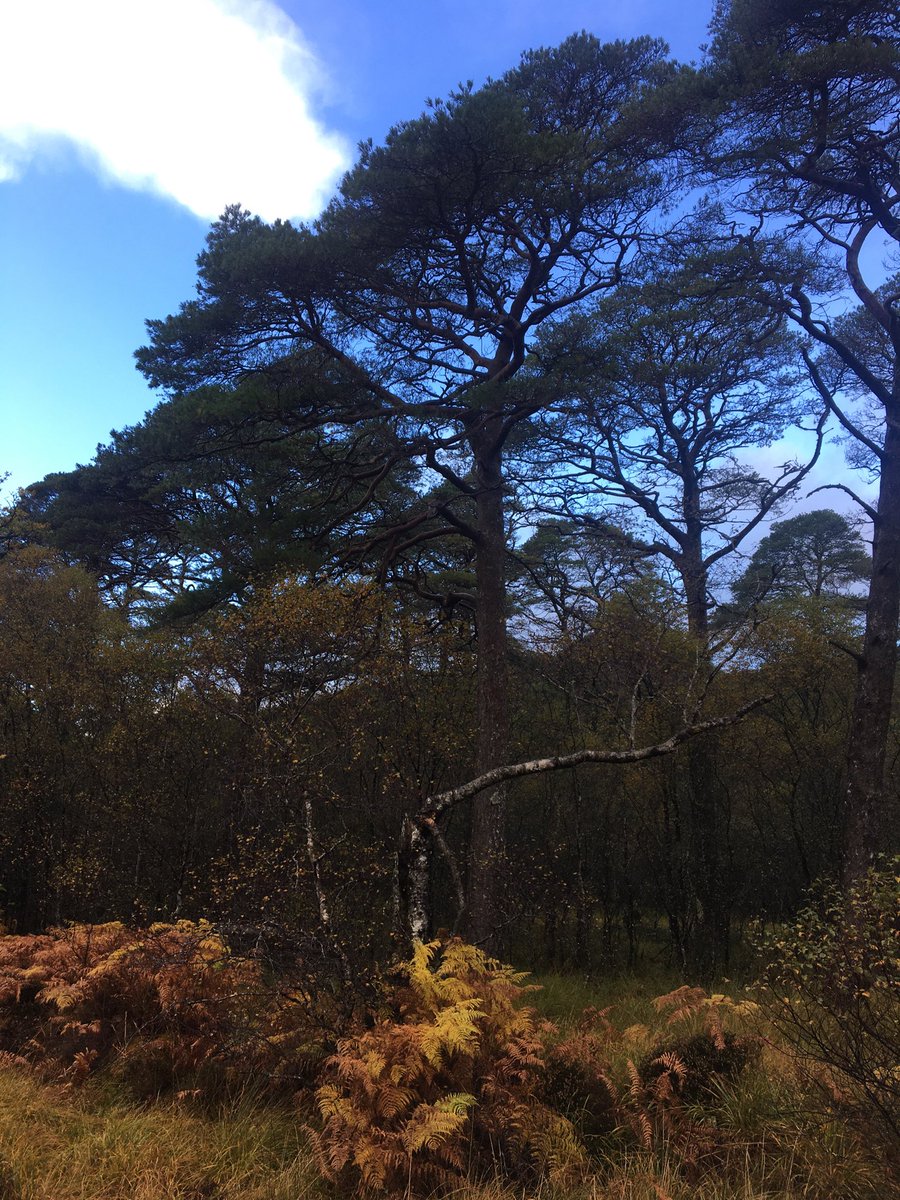 doctorcaldwell's tweet photo. #Ariundle woods https://t.co/qnIoGTptt0
