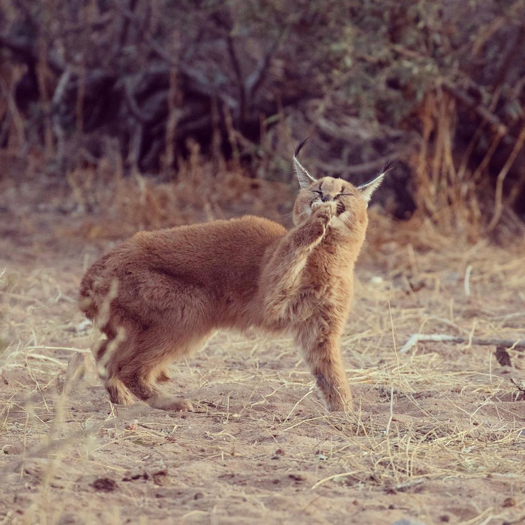 A cautious caracal cleaning its claws. Image: <a href="/BarryPeiser/">Barry Peiser</a>