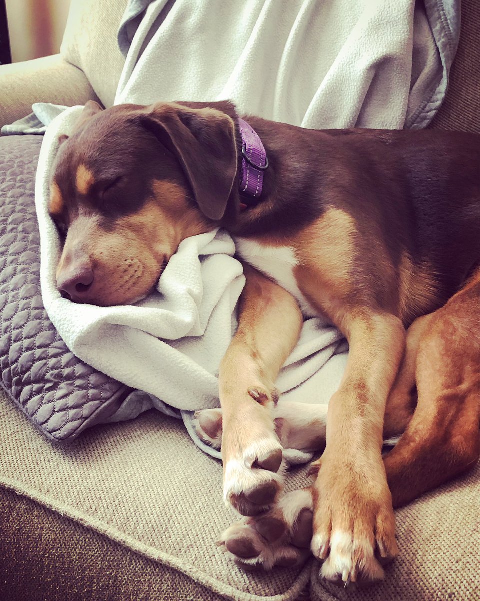 annamholloway's tweet photo. Thursday feeling...someone is slacking off on her teacher assistant duties this morning ๐ฅฐ โค๏ธ ๐ถ#finallyquiet #almostFriday https://t.co/uK99dS3pql