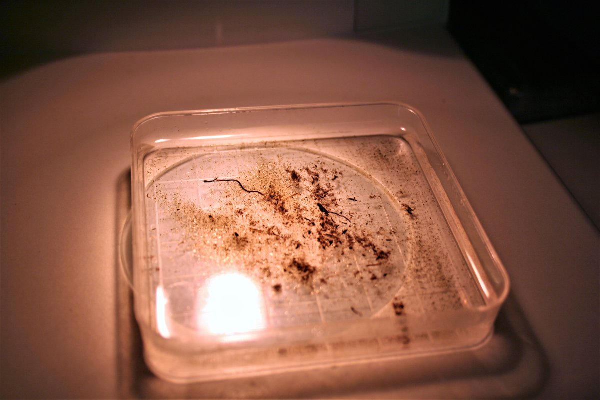 FScharhauser's tweet photo. One can use cores to collect sand for the #thiotrophic #symbioses. Sometimes a hammer comes in quite handy. ;-) Then, in the lab, after decantation and/or sieving we can look for our beloved #interstitial "worms". #Stilbonematinae #Astomonema #Olavius #Paracatenula #Kentrophoros https://t.co/R1moACnO6g