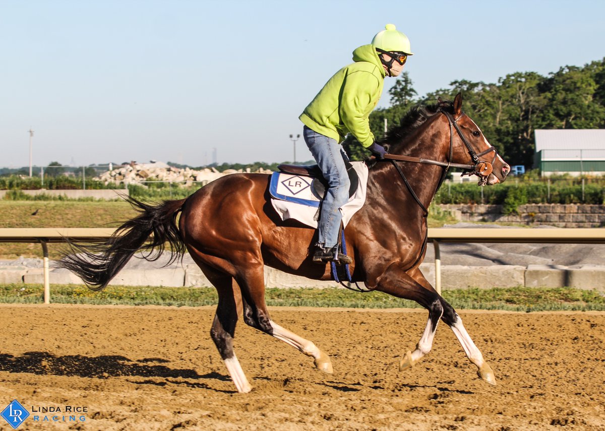 LindaRiceRacing's tweet photo. We have four in today at Belmont starting with Cover Photo in race 4. I Love Jaxson runs in race 5 and Inside Info &amp; Freudian Sip both run in race 8. Good luck to the connections! https://t.co/tdcfvP4aET