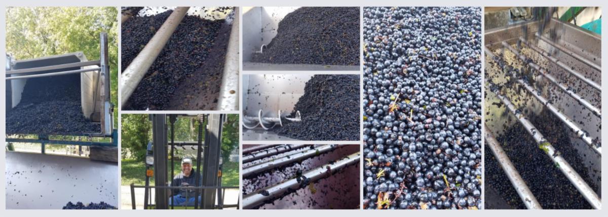 Have you seen our latest newsletter? Check out the harvest update, live music schedule for this weekend, and save the date for something spooky later this month! #siplocal #livemusic #2020harvest #AugustaAVA #missouriwine #hallowine #norton conta.cc/2Gz9MbL