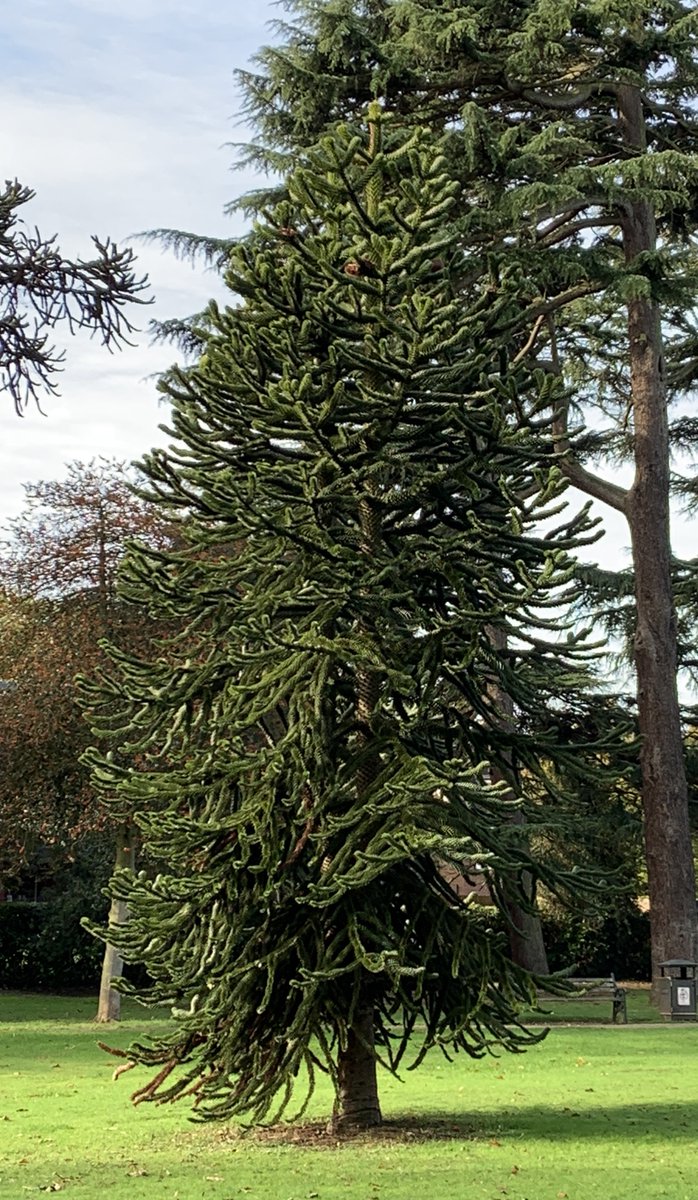 Wilsonatlarge's tweet photo. 1/3 This week Wilson went for his Wednesday walk to Lascelles Park and found lots of trees: how many can you name? #trees #parks #school #schooldog @SloughCouncil @KimHanger @St_MarysPrimary https://t.co/yKVeCUMtOG