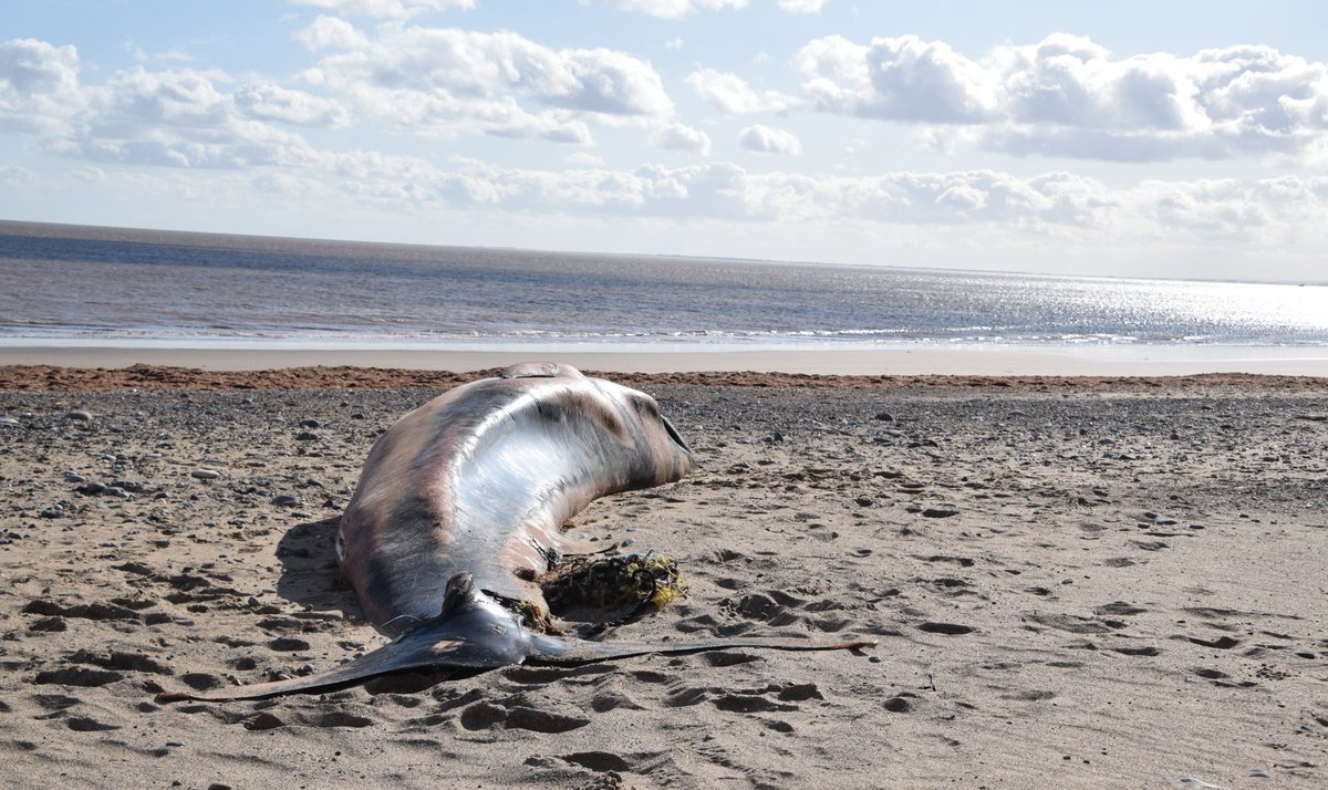 The grim reality of a horrific end for this 7.5m juvenile female Minke Whale that was washed up at Spurn.  @strandings_man kindly let me attend yesterday and taught me so much as i would love to head into this line of work. (small thread below, without the extra gruesome photos)