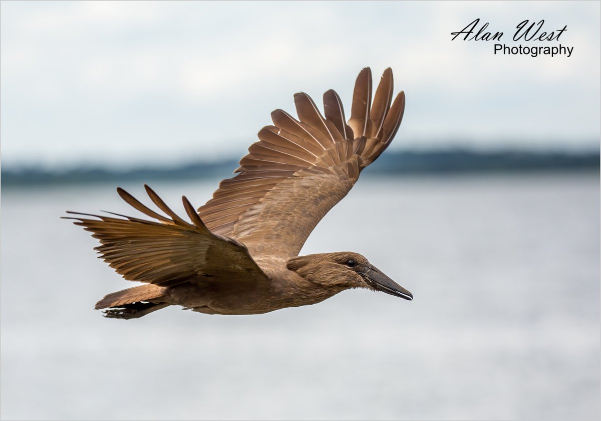 AlanStevenWest's tweet photo. A Hammerkop. Taken along the shores of Lake Victoria Nile, in Jinja, Uganda.

© Alan West Photography

#photography #Uganda #safari #nature #naturephotography #travelphotography #wildlife #wildlifephotography #wildlifephotographer #birdphotography #birdphotos #lakevictoria https://t.co/Avl10bolS5