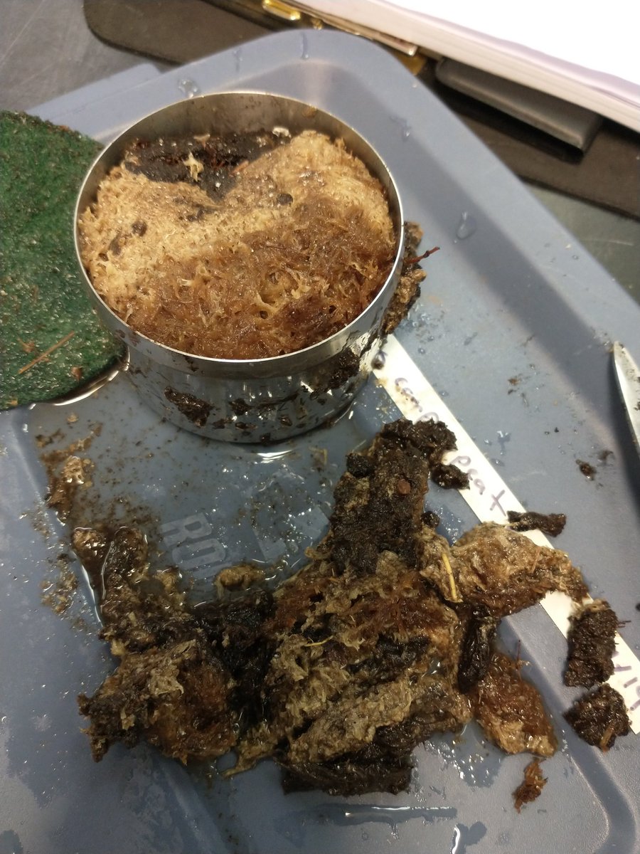 Dr Nicole Balliston tweet media