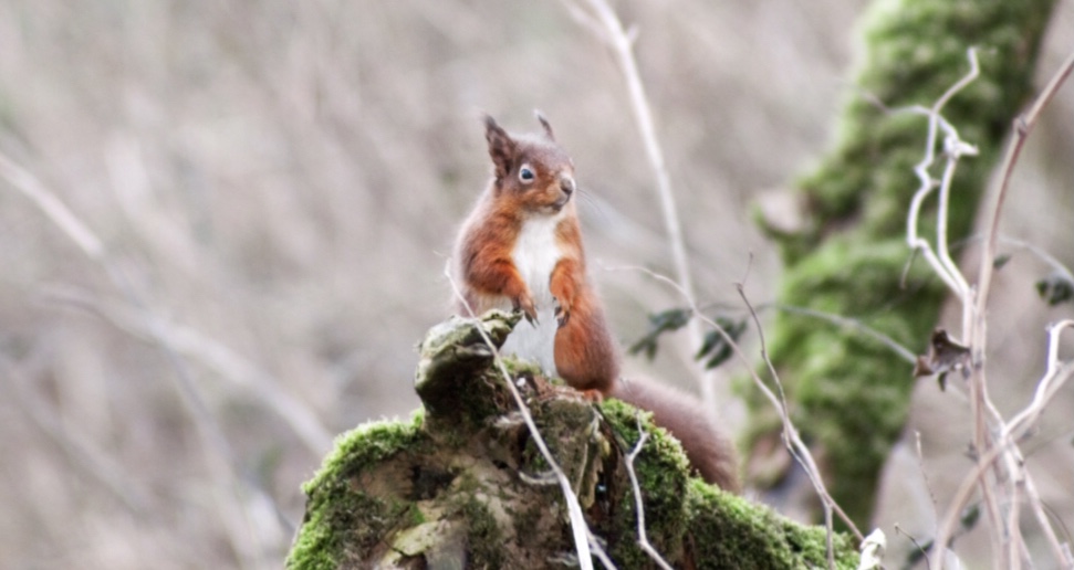 TeassesEstate's tweet photo. Did you know there is a reported 120,000 red squirrels left in the wild in Scotland, making them an endangered species? 🐿 At Teasses we’re proud to provide a natural habitat for this species to thrive. 

Report sightings on https://t.co/lDelZsbuby

#nativewildlife https://t.co/WcimgeYbbU