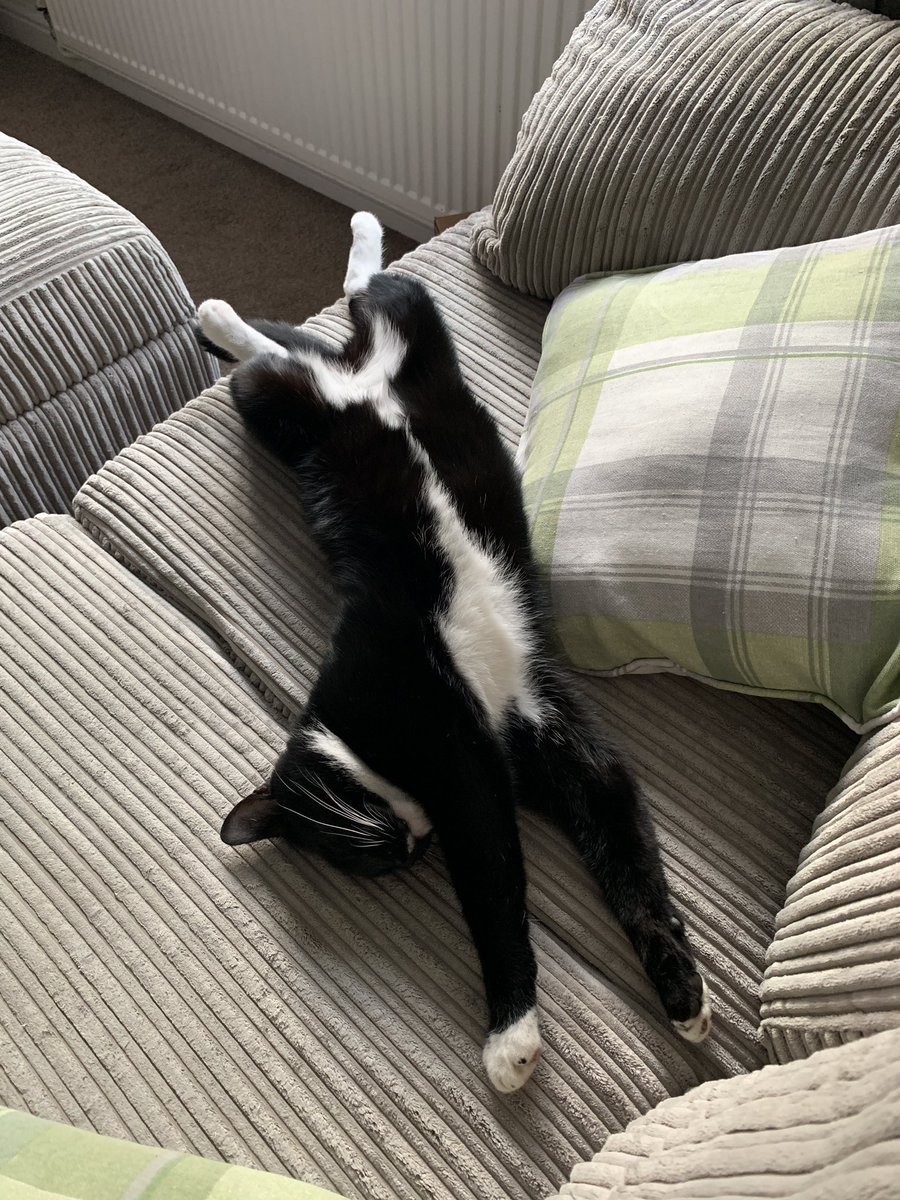 annmariewin's tweet photo. @TreasuryMog my boy Gus who’s 3 years old and loves sleeping on his back! #gladdersbandw #CatTuxedoDay https://t.co/diCY3JRVkx