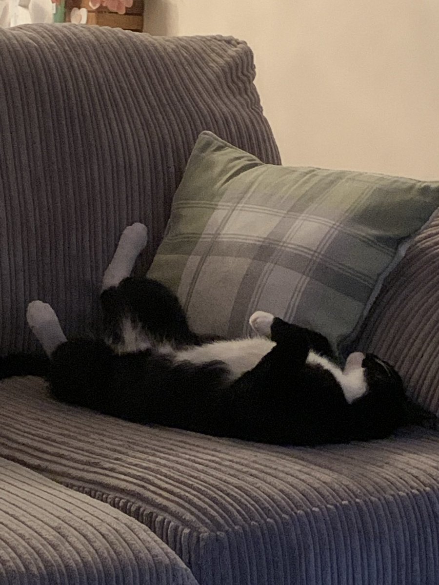 annmariewin's tweet photo. @TreasuryMog my boy Gus who’s 3 years old and loves sleeping on his back! #gladdersbandw #CatTuxedoDay https://t.co/diCY3JRVkx