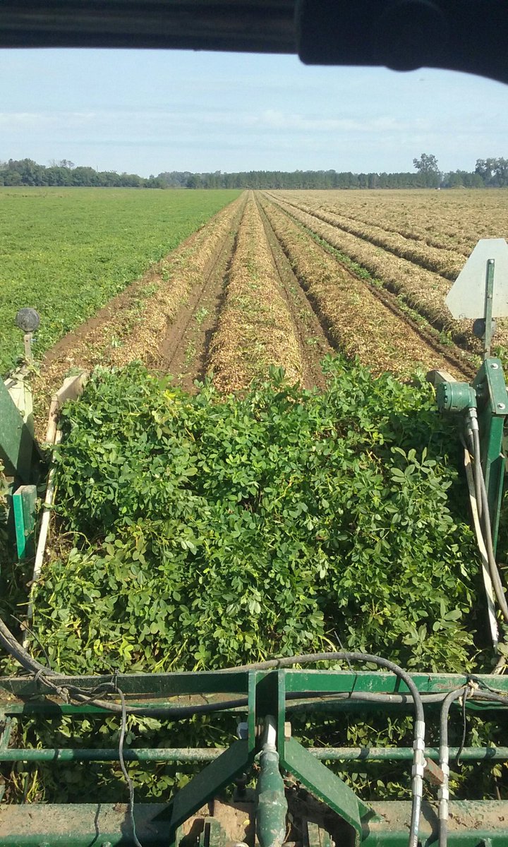 SouthHenry1's tweet photo. #harvest20 #peanuts ⁦@greenpointag⁩  Barbour County, AL https://t.co/hLgHE8mNcP
