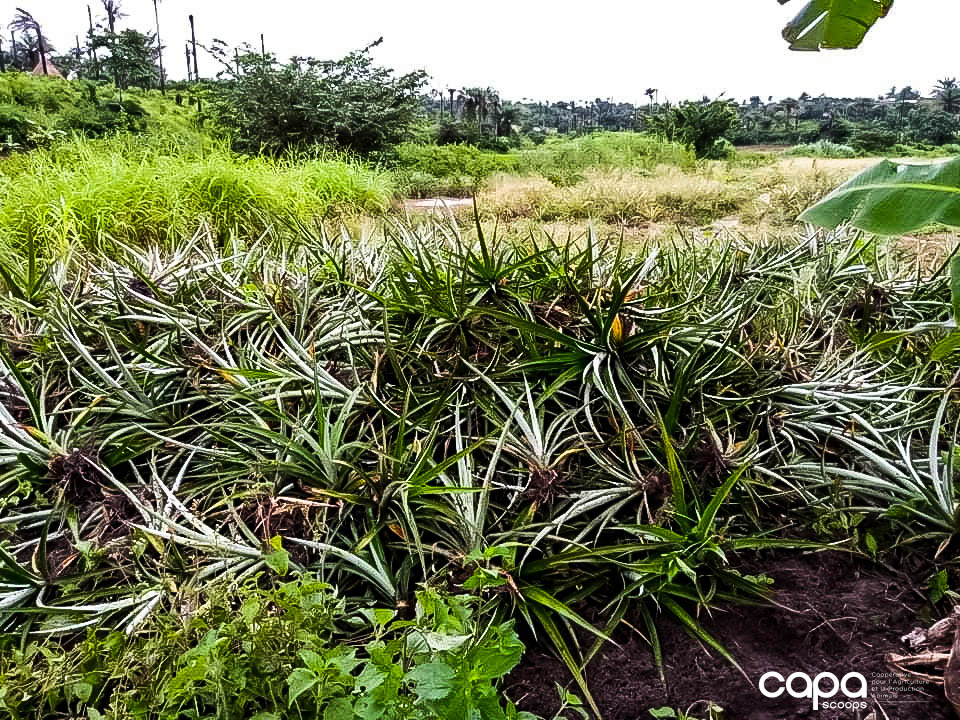capascoops's tweet photo. #Ananas #Kindia #CAPA
En raison de la Covid-19, les producteurs d'ananas ont dû faire face à d'énormes pertes et des difficultés financières. Mais cela n'entame pas leur volonté à développer la filière. N'hésitez pas à nous contacter pour vos rejets. https://t.co/pI8ThTXJE9