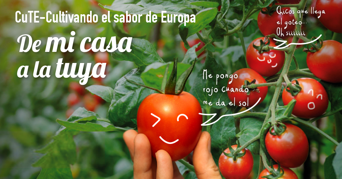 El cultivo de frutas y hortalizas en los invernaderos de España aprovecha al máximo la luz del sol y optimiza el consumo de agua. Un modelo de producción sostenible y respetuoso con el medio ambiente para un futuro mejor. <a href="/APROA_AOP/">APROA 🌞</a> ➡️ bit.ly/2SFiacg