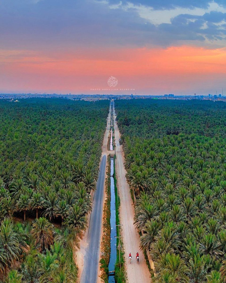 AJELNEWS24's tweet photo. عاجل 🔴
.

.

موسوعة غينيس للأرقام القياسية تعلن رسمياً :

واحة الأحساء في المملكة العربية السعودية أكبر واحة نخيل في العالم.

🇸🇦🇸🇦
.

.
تصوير:عبدالله الشيخ https://t.co/lgeha3sxAU