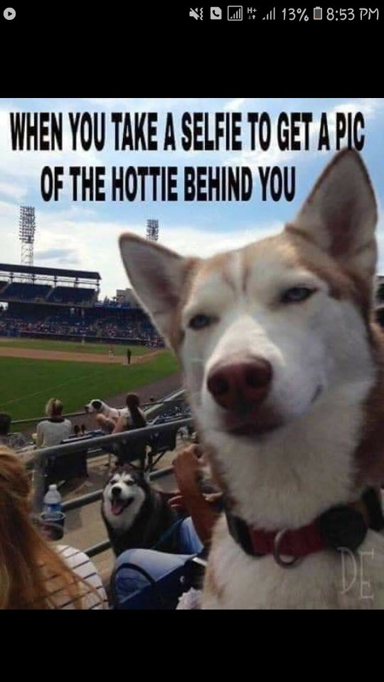 HuskyFansGang's tweet photo. A husky expresses his feelings through his naughtiness. What is your opinion about this?

#husky #huskylife #dogsoftwitter #dogs #huskymom #huskylove https://t.co/GsZggcTzOY