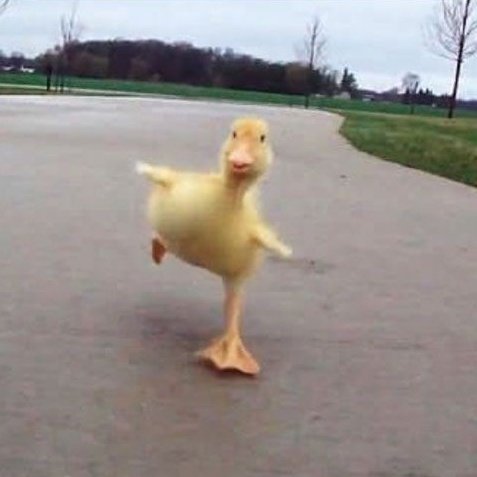 ben platt as patinhos - a thread  @anoonbeat