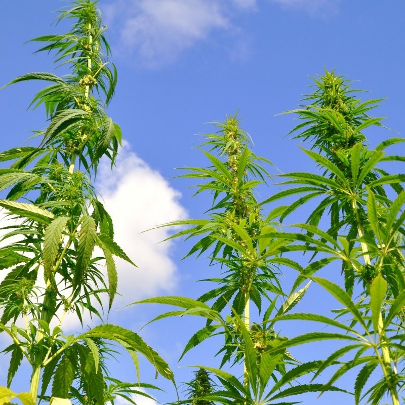 TOLBotanicals's tweet photo. 🌿"Nature itself is the best physician." - Hippocrates https://t.co/VIG15yxxzX