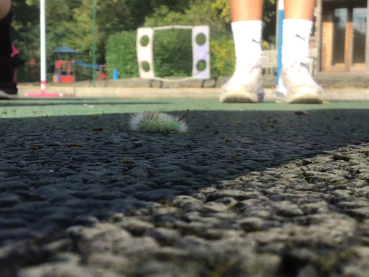 CFS_Sport's tweet photo. Year 4 welcomed an extra member to their bubble in PE today. This interesting little guy was keen to learn all about coordination and join in with the challenges that the girls were doing 🐛🐛🐛 #CFSY4 #inspiringminds #nature #caterpillar https://t.co/SrVPmHPYbY