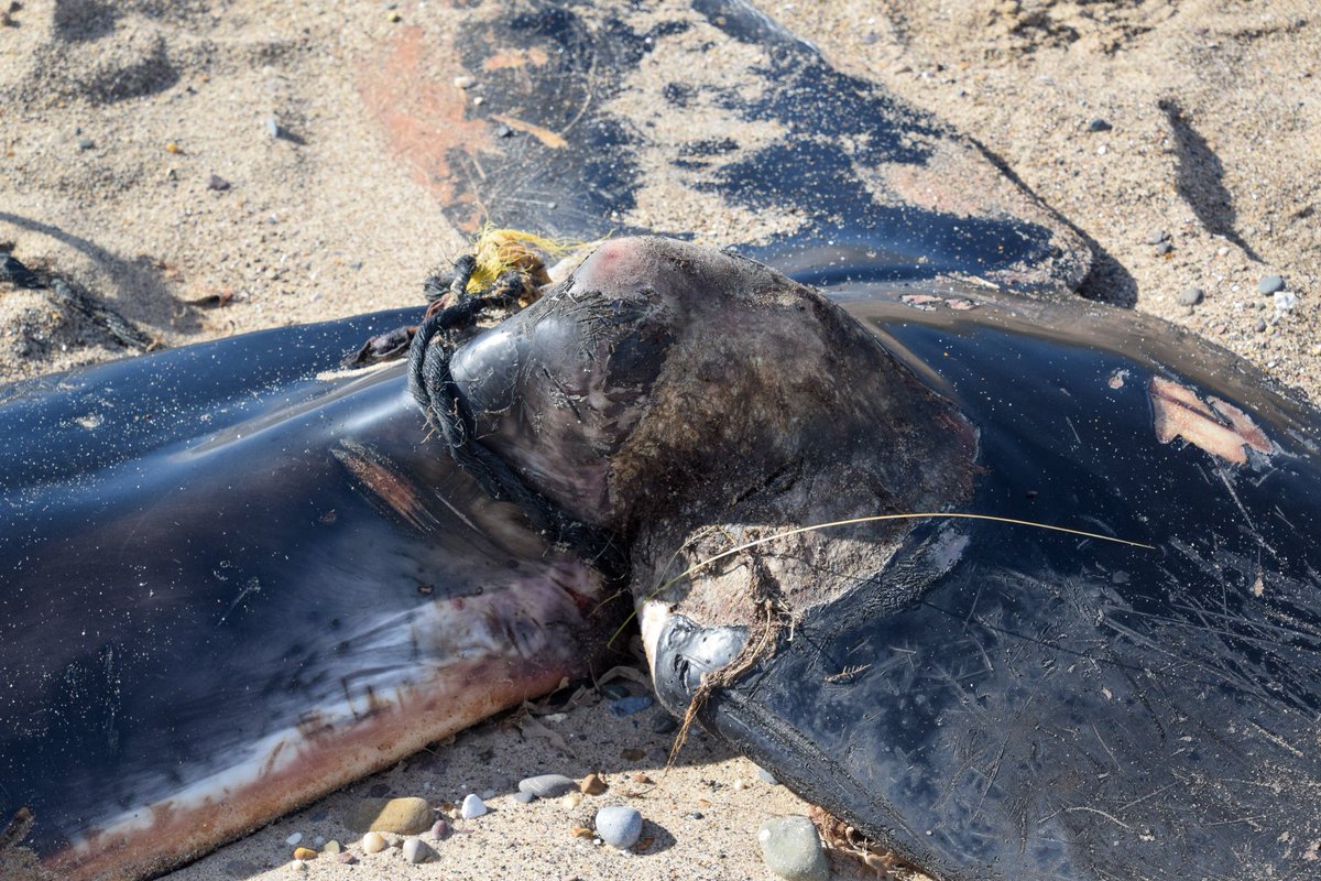 Sadly, her tail had been entangled in some discarded fishing rope causing some rather horrendous incisions into the flukes. Almost certainly caused the death as these injuries would have affected her ability to swim and feed.