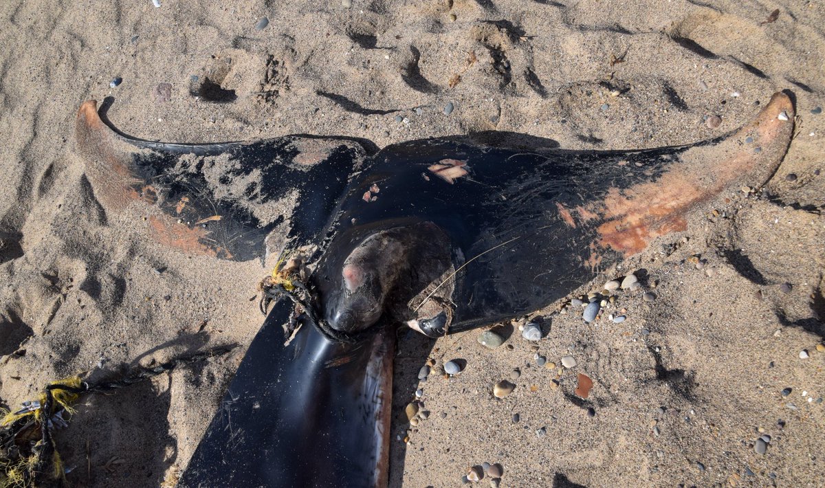 Sadly, her tail had been entangled in some discarded fishing rope causing some rather horrendous incisions into the flukes. Almost certainly caused the death as these injuries would have affected her ability to swim and feed.