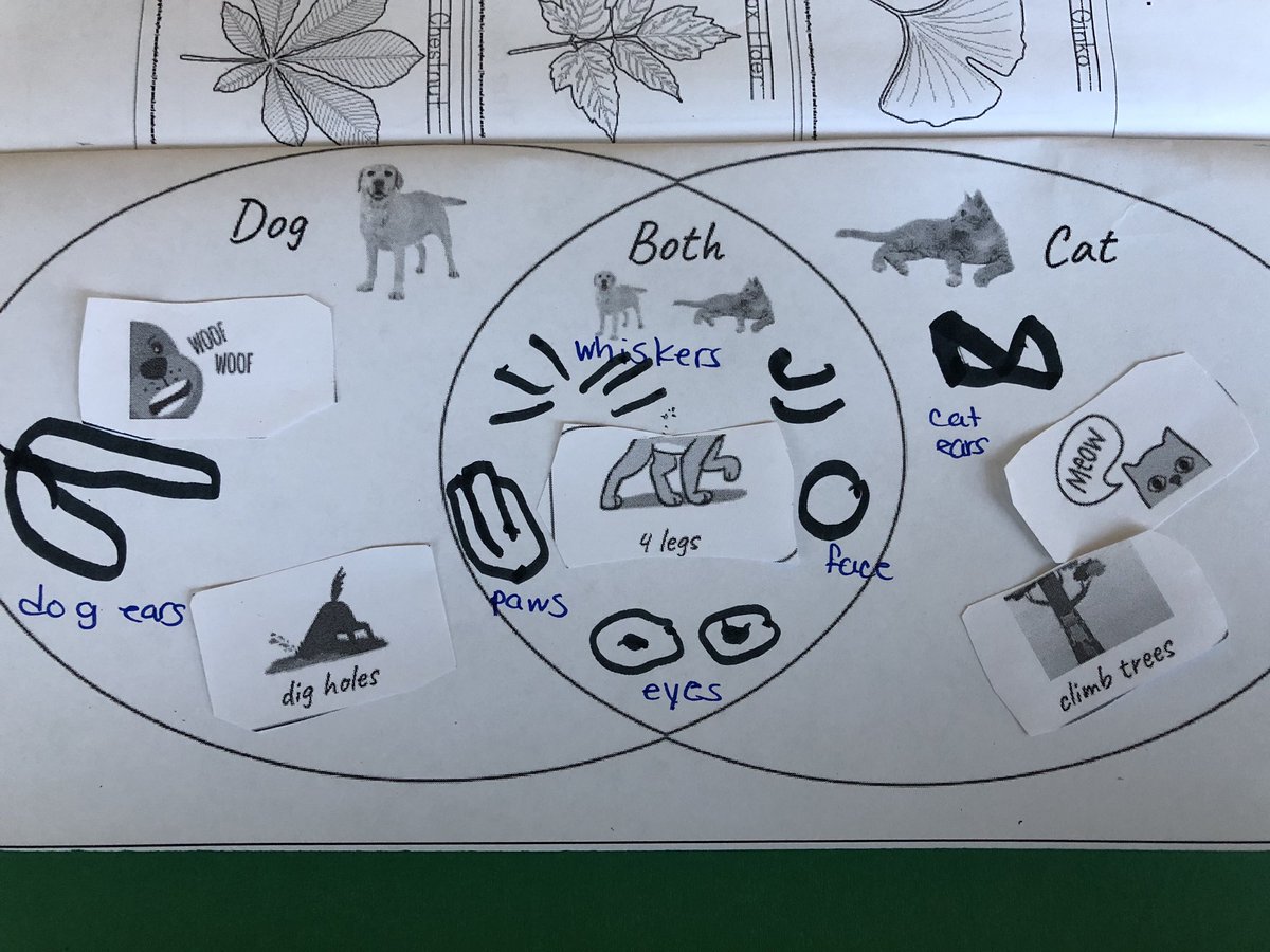 Different? Same! by <a href="/htekavec/">heather tekavec</a> (found on <a href="/epic4kids/">Epic for Kids</a>) helped us sort and organize leaves, classroom items, and living things in science this week. <a href="/mountsfieldps/">Mountsfield Public School</a> <a href="/TVDSB/">Thames Valley DSB</a>