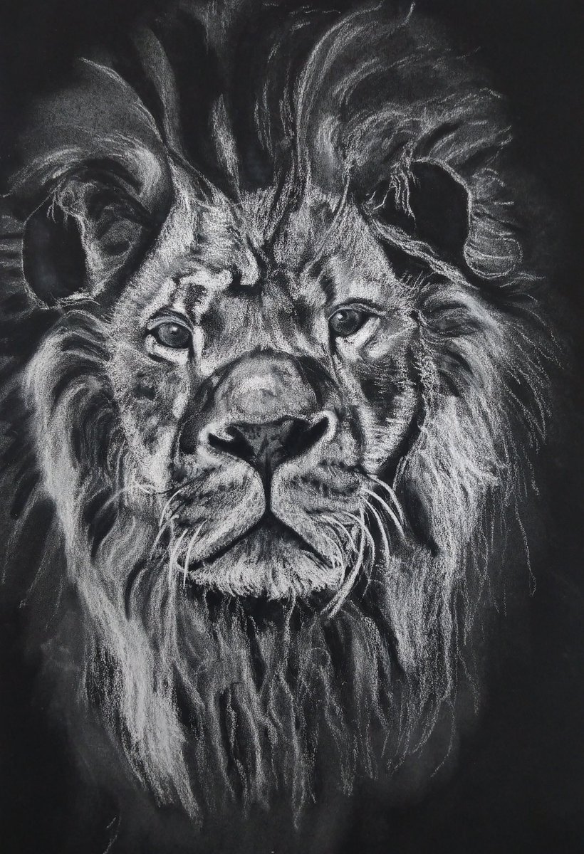 1_am10ve's tweet photo. Black paper and white pencil lion drawing. #artclass https://t.co/QTwcB1TV5z