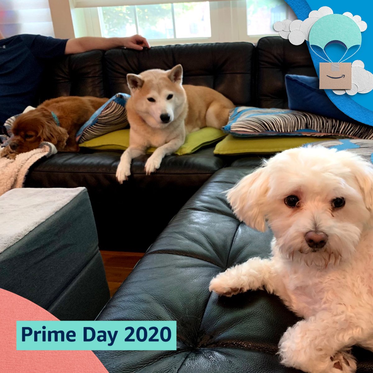 twitalh's tweet photo. #PrimeDayPhotos @amazonphotos https://t.co/yrvbgKWki0