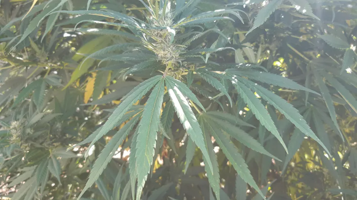 Trois Drômois sans histoire tentent de se lancer dans un gros trafic de #cannabis. #Drome 
► francebleu.fr/infos/faits-di…