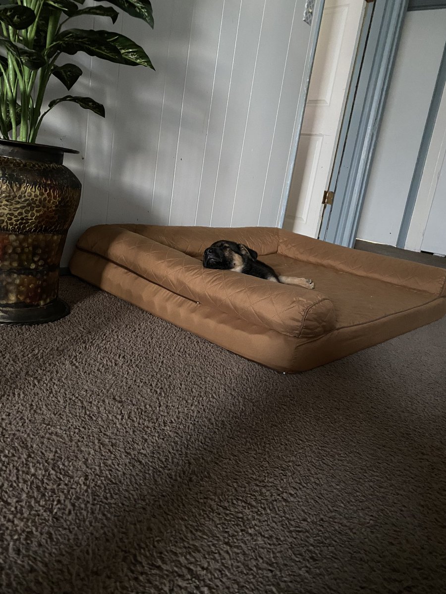 0cotzi's tweet photo. @EmpireMaker2 Meet Cooper. He’s just 8 weeks old and I’m currently sleepless. #MakeUsRich https://t.co/fNIBBVwAql