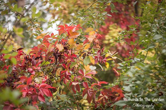 MomentsintheG's tweet photo. I haven't been on my Fintry walk for a while. Leaves starting to turn in the park. Bright crimson leaves on the virginia creeper. #changingseasons #leavesturning #fintrywalk #fintryprovincialpark #autumnvibes #virginiacreeper #momentsinthegardenphotography https://t.co/EqKHOgkjLN